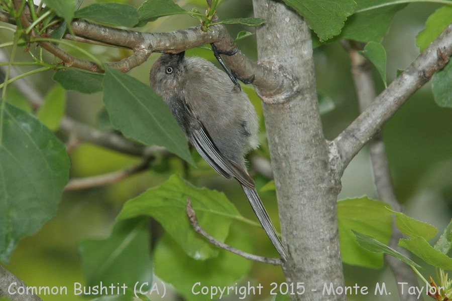 Common Bushtit -spring female- (California)