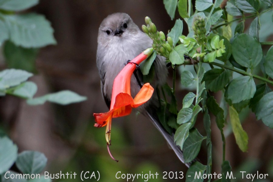 Common Bushtit -fall male- (California)