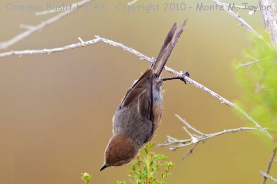 Common Bushtit -summer male- (California)