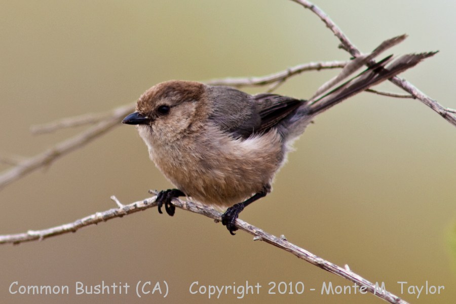 Common Bushtit -summer male- (California)