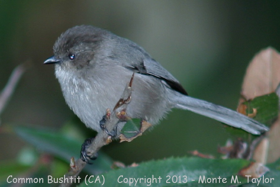 Common Bushtit -spring male- (California)