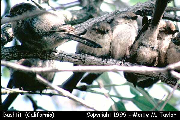 Common Bushtit -winter females- (California)