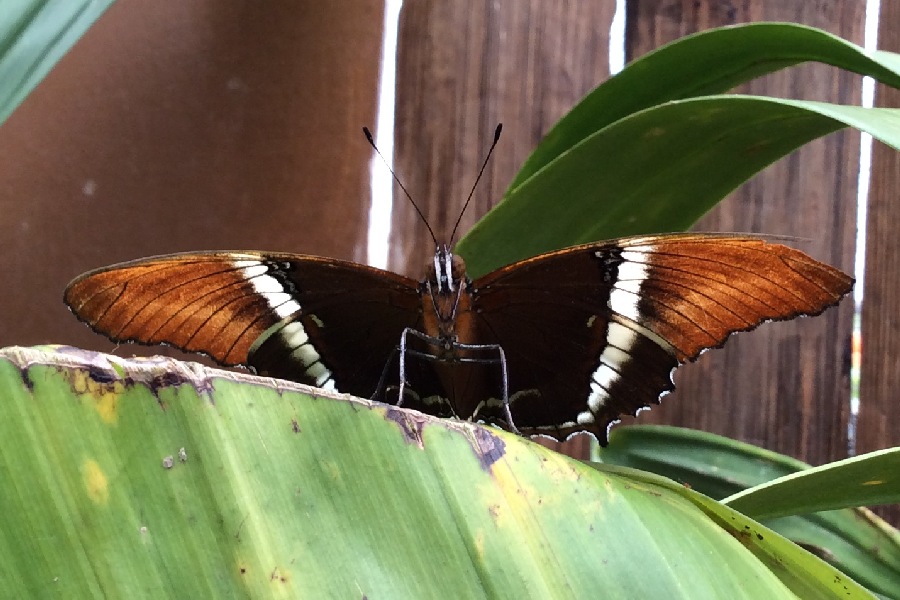 Unknown Butterfly Needs ID?  Quito, Ecuador - December