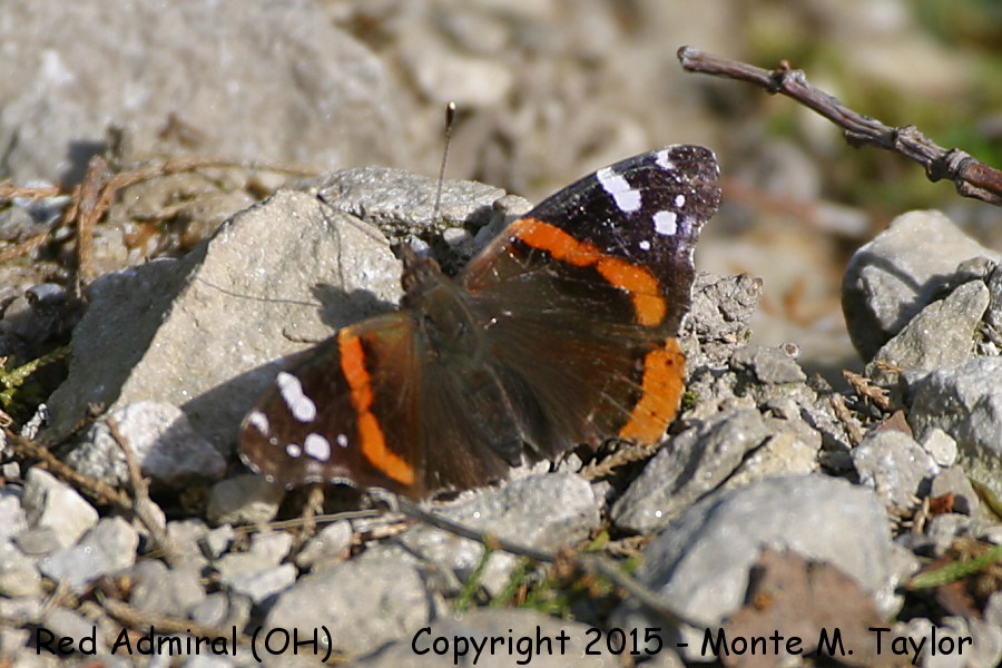 Red Admiral -spring- (Ohio)