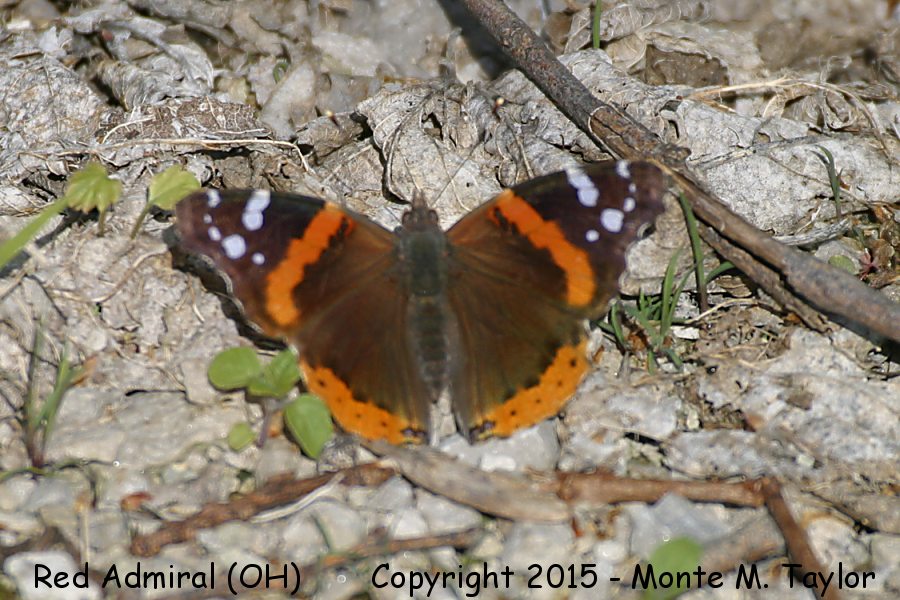 Red Admiral -spring- (Ohio)