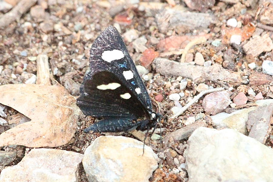 Unknown Butterfly
