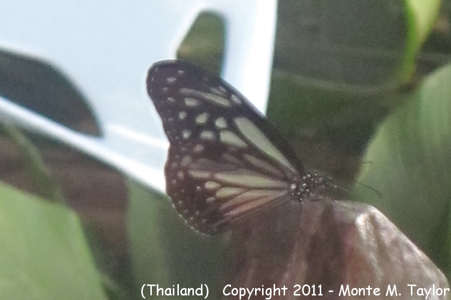 Butterfly (unknown) -fall- (Thailand)