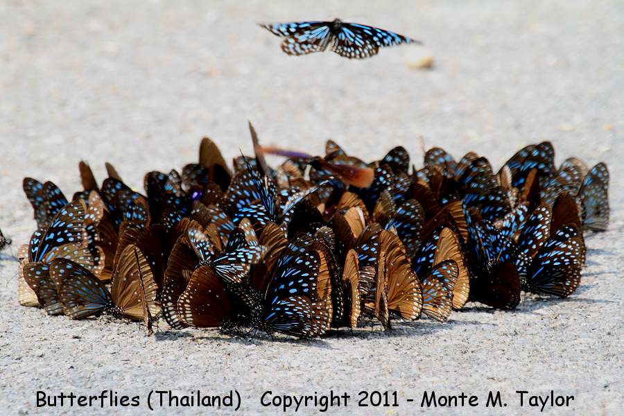Dark-blue Tiger (Tirumala septentrionis) and Long Branded Blue Crow (Euploea algea, the brown ones with white spots on the hindwing) -winter- (Thailand)