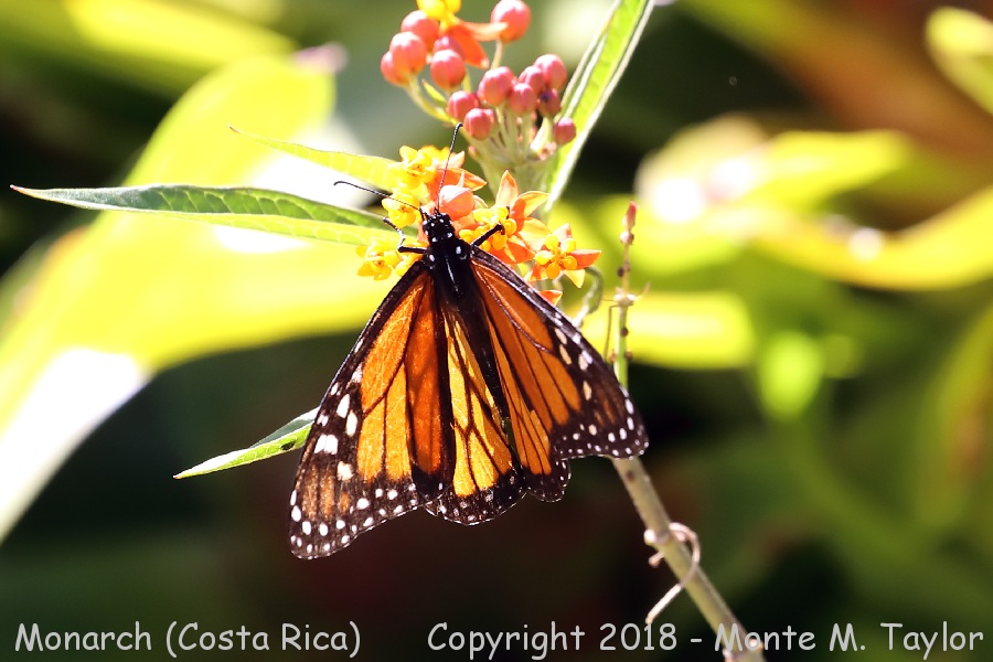 Monarch -winter- (Costa Rica)