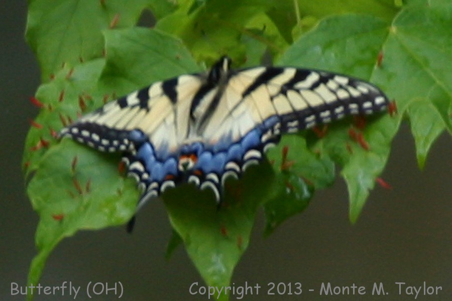 Eastern Tiger Swallowtail -spring- (Ohio)