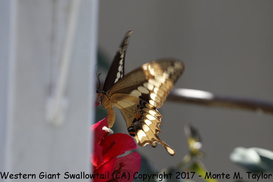 Giant Western Swallowtail -summer- (Our yard, California)