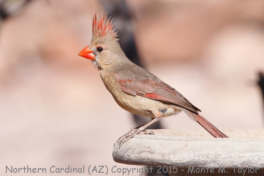 Northern Cardinal -spring female- (Arizona)