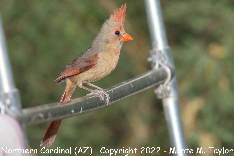 Northern Cardinal -spring female- (Arizona)