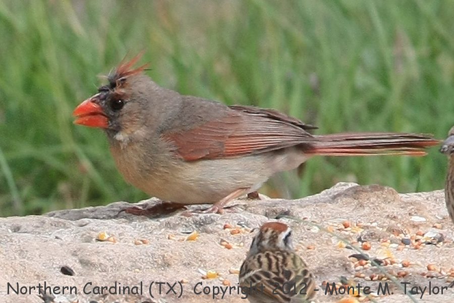 Northern Cardinal -spring female- (Texas)