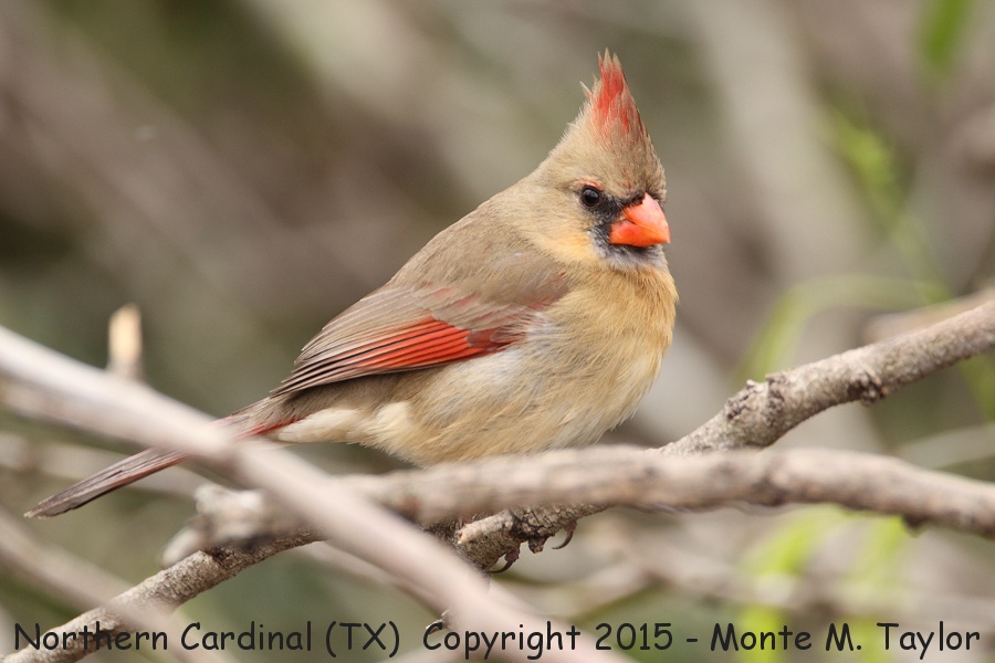 Northern Cardinal -winter female- (Texas)