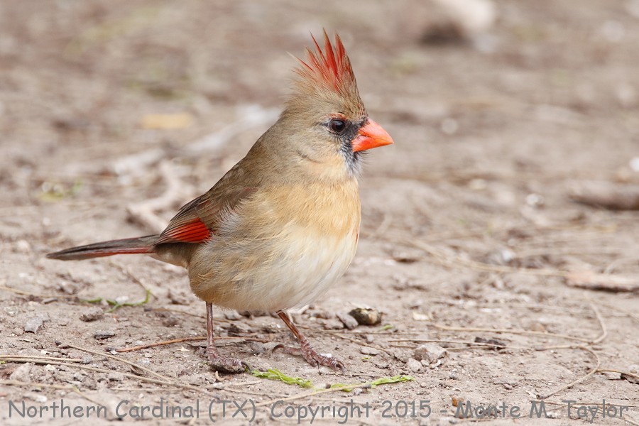 Northern Cardinal -winter female- (Texas)