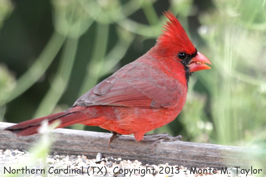Northern Cardinal -fall male- (Texas)