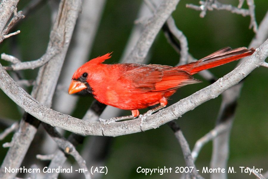 Northern Cardinal -spring male- (Arizona)