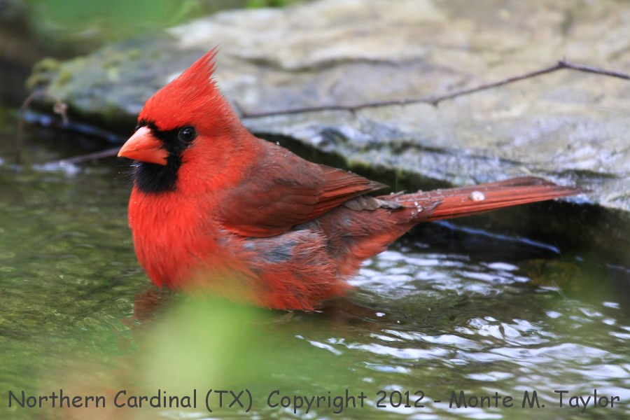 Northern Cardinal -spring male- (Texas)