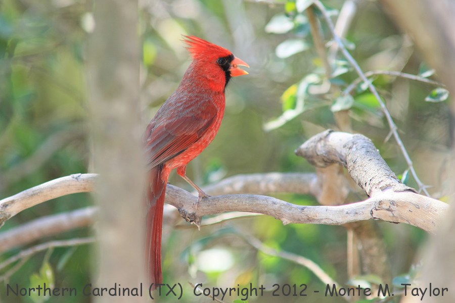 Northern Cardinal -spring male- (Texas)