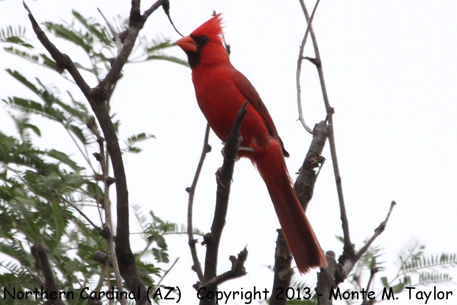 Northern Cardinal -summer male- (Arizona)