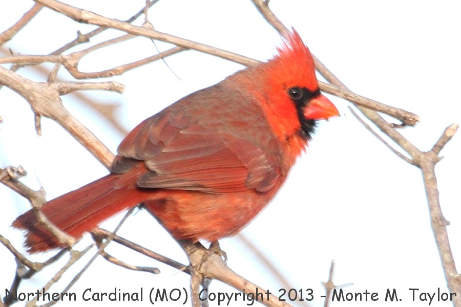 Northern Cardinal -winter male- (Missouri)