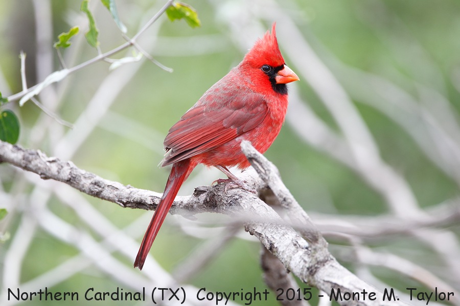 Northern Cardinal -winter male- (Texas)