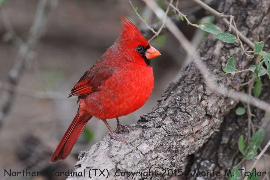 Northern Cardinal -winter male- (Texas)