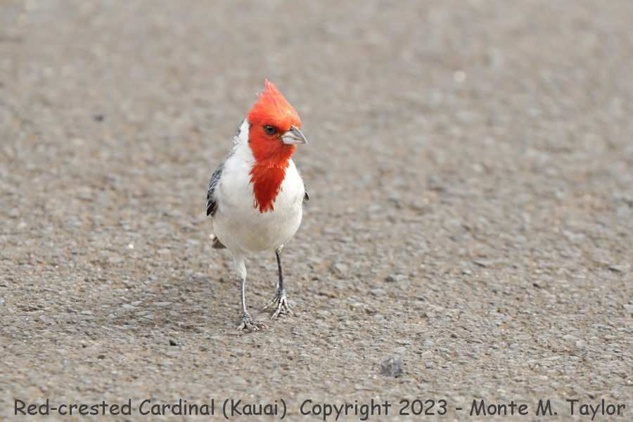 Red-crested Cardinal -spring- (Kauai, Hawai'i)