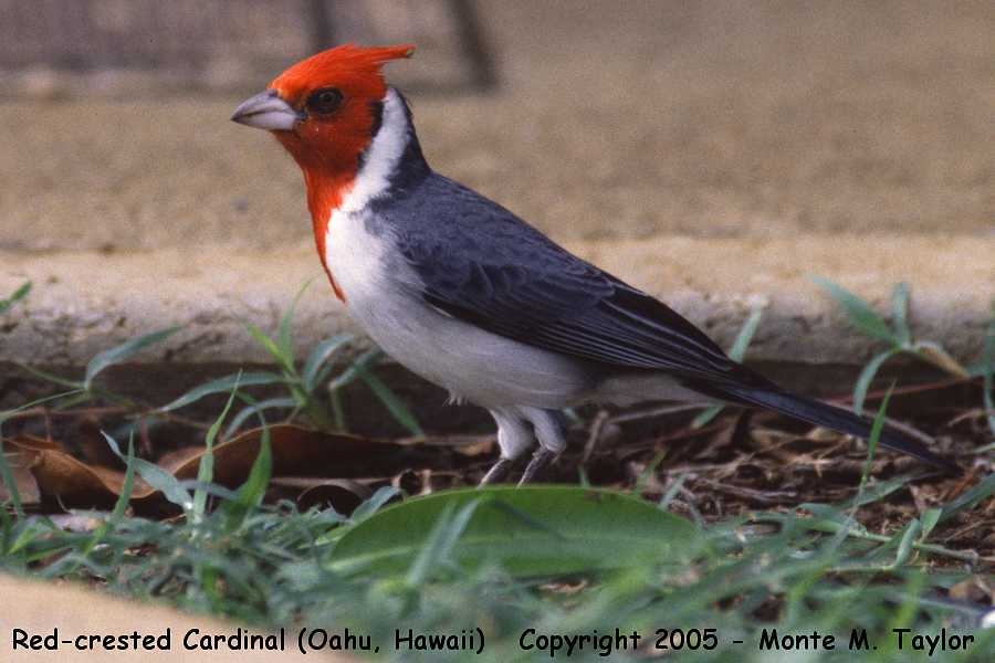 Red-crested Cardinal -winter- (Hawaii)