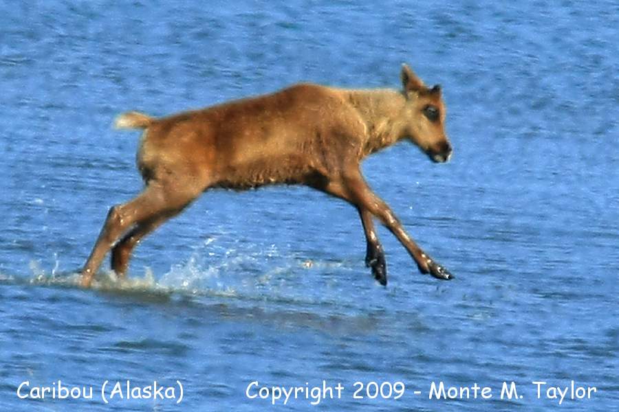 Caribou (Reindeer) -spring calf- (Alaska)