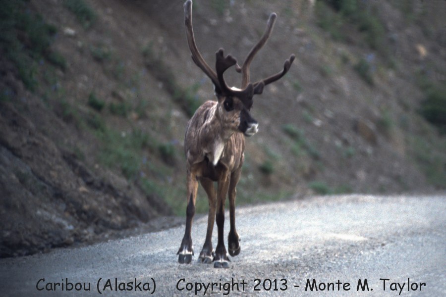 Caribou -spring buck- (Denali National Park, Alaska)