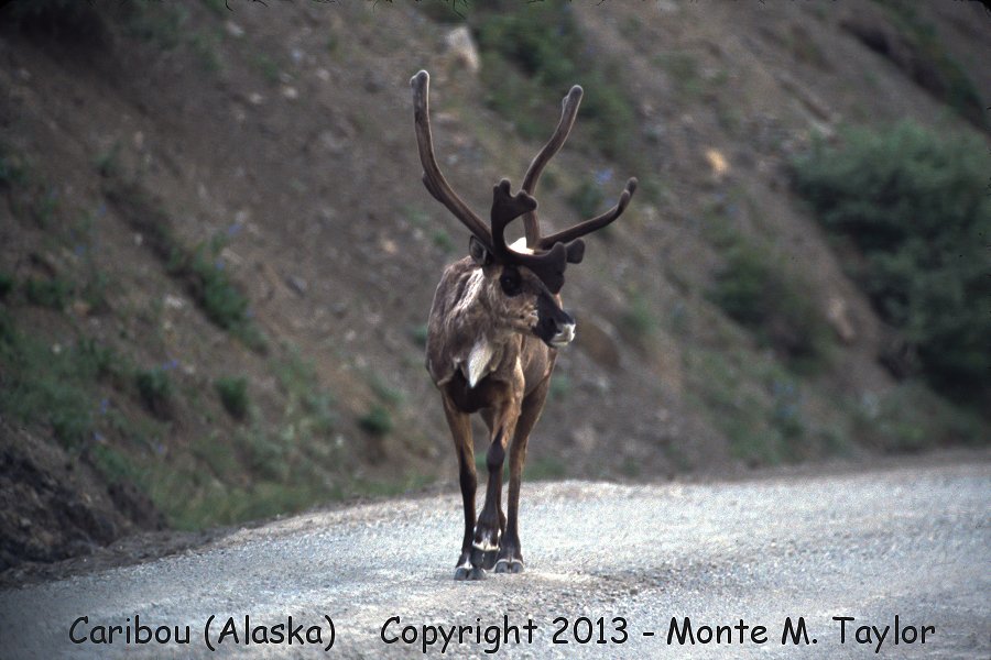 Caribou -spring buck- (Denali National Park, Alaska)