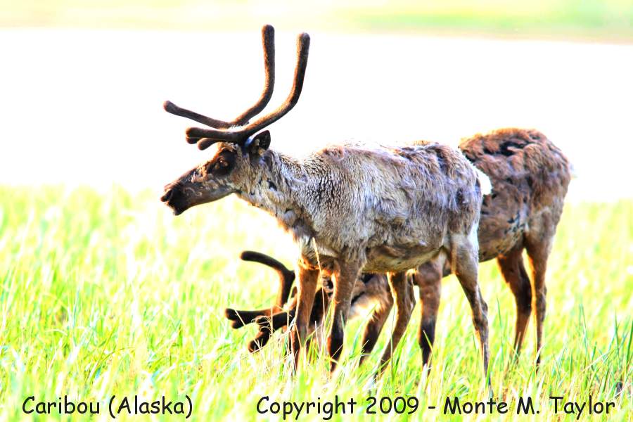 Caribou (Reindeer) -spring- (Alaska)