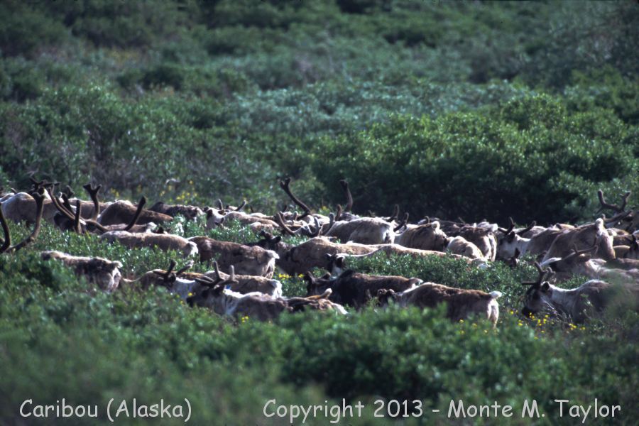 Caribou -spring- (Nome, Seward Peninsula, Alaska)