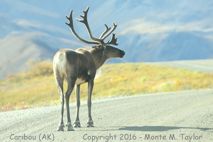 Caribou -summer buck- (Denali National Park, Alaska)
