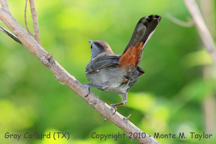 Gray Catbird -spring- (Texas)