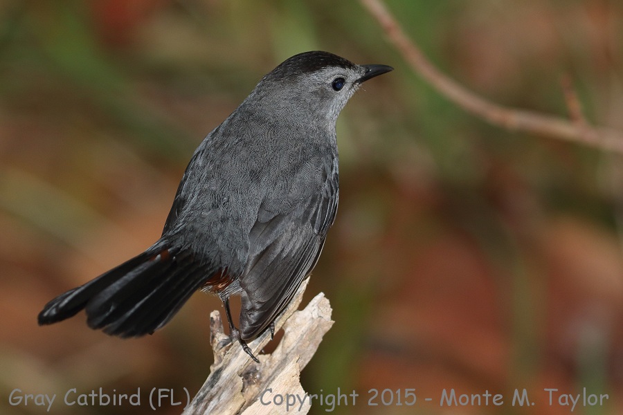 Gray Catbird -winter- (Florida)