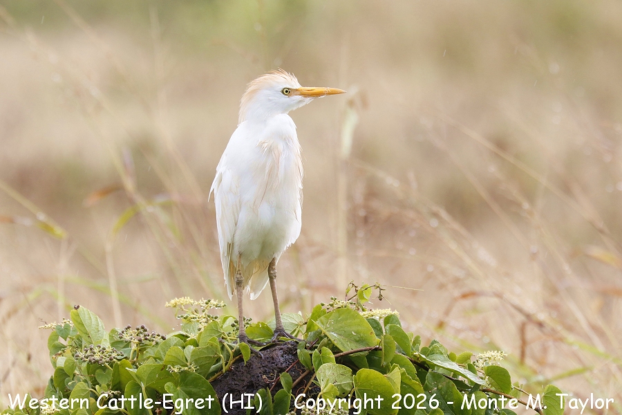 Western Cattle-Cattle Egret -spring- (Kauai, Hawai'i)