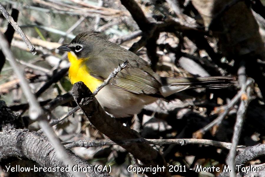 Yellow-breasted Chat -spring- (Butterbredt Springs, California)