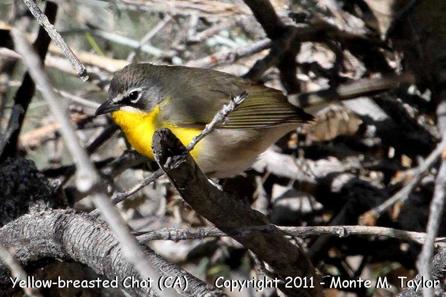 Yellow-breasted Chat -spring- (Butterbredt Springs, California)