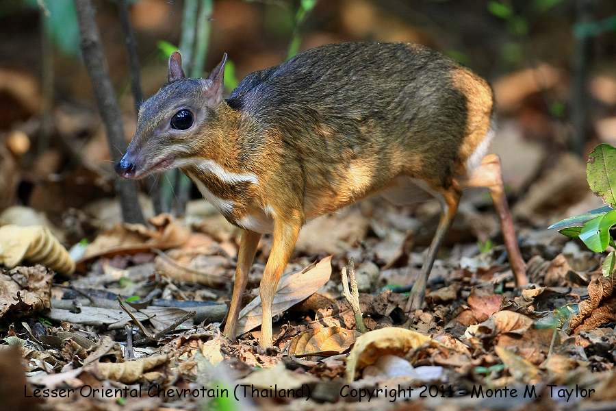 Lesser Oriental Chevrotain (aka Mouse-Deer) -winter- (Kaeng Krachan National Park, Thailand)