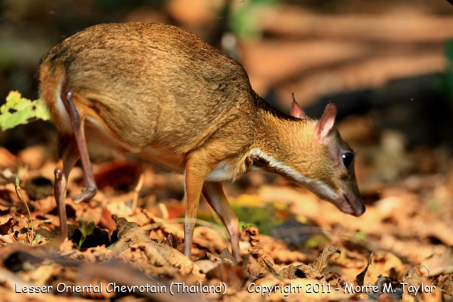 Lesser Oriental Chevrotain (aka Mouse-Deer) -winter- (Kaeng Krachan National Park, Thailand)