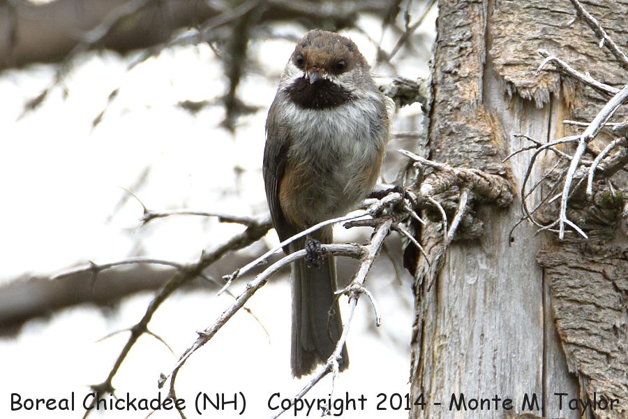 Boreal Chickadee -spring- (New Hampshire)