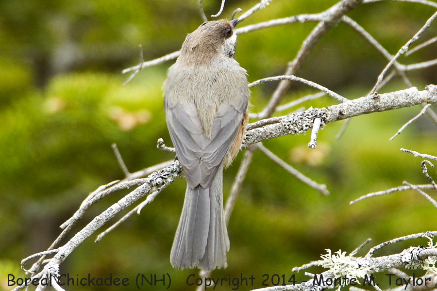Boreal Chickadee -spring- (New Hampshire)