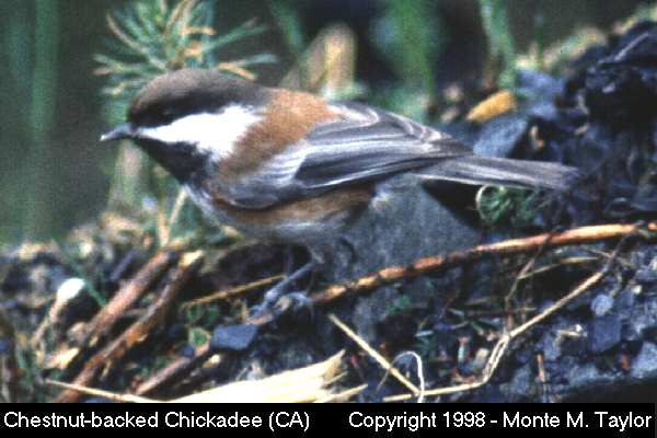 Chestnut-backed Chickadee -winter- (California)