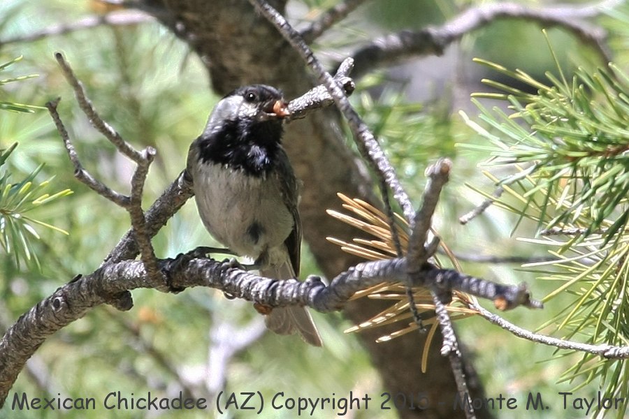 Mexican Chickadee -spring- (Arizona)