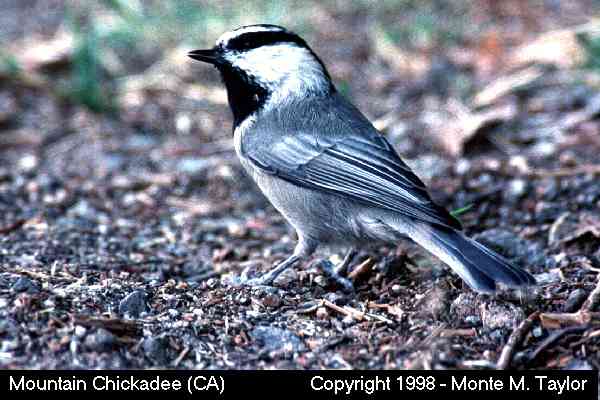 Mountain Chickadee -spring- (California)