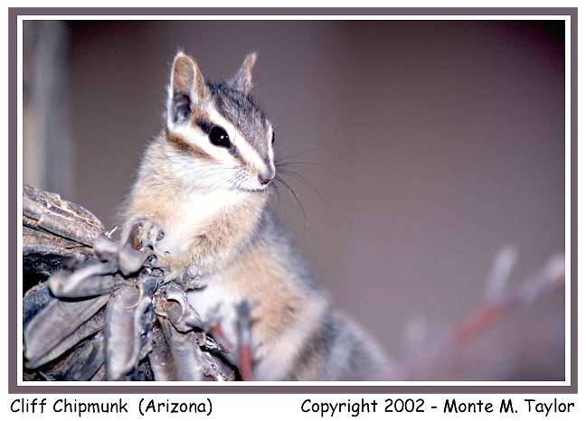 Cliff Chipmunk -spring- (Arizona)