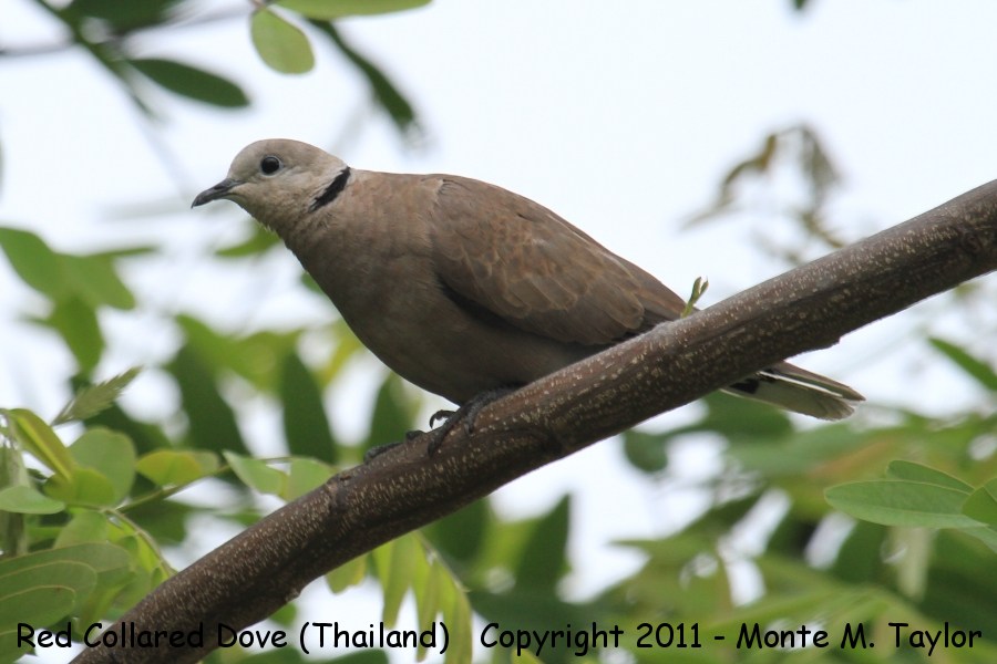 Red Collared Dove -winter female- (Petchaburi, Thailand)